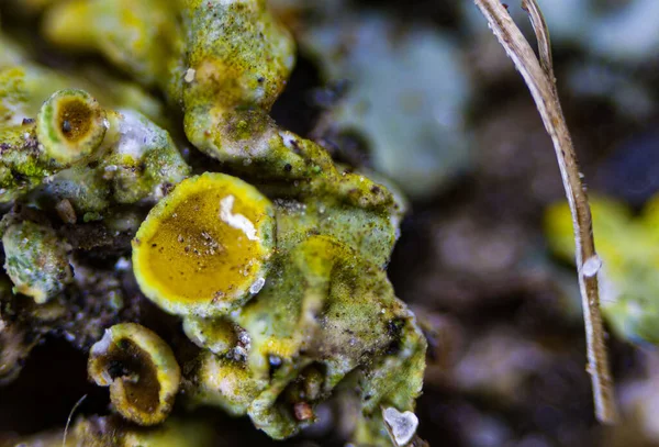 Ett Makro Skott Vanlig Sunburst Lichen Xanthoria Parietina — Stockfoto