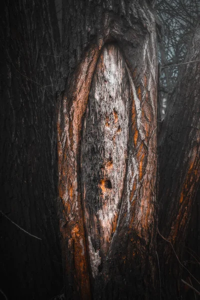 Texture Coast Redwood Tree Closeup — Stock Photo, Image