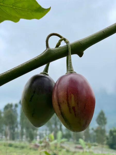 Tiro Vertical Fruta Sangue Solanum Betaceum Crescendo Jardim — Fotografia de Stock