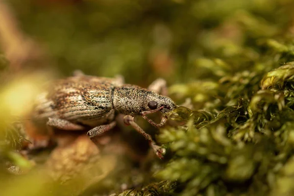 Burun Böceğinin Buğday Bitinin Yakın Çekimi Moskova Rusya — Stok fotoğraf