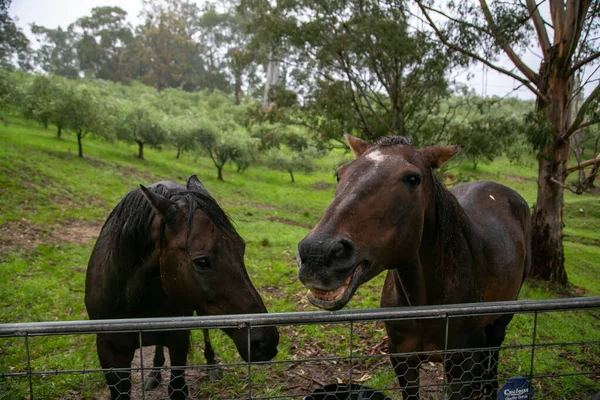 Kırsal bir çiftlikte iki neşeli kahverengi at