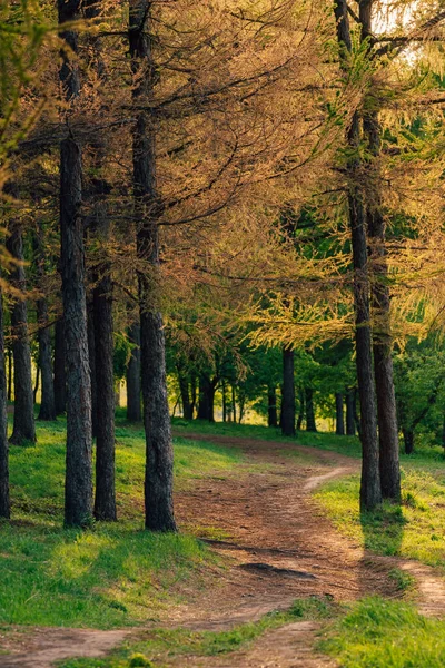 Pionowe Ujęcie Chodnika Przechodzącego Przez Drzewa Słoneczny Dzień — Zdjęcie stockowe