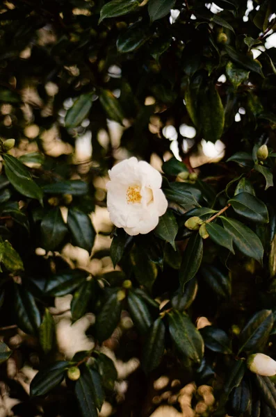 Çiçek açan yeşil yapraklı beyaz bir çiçek.
