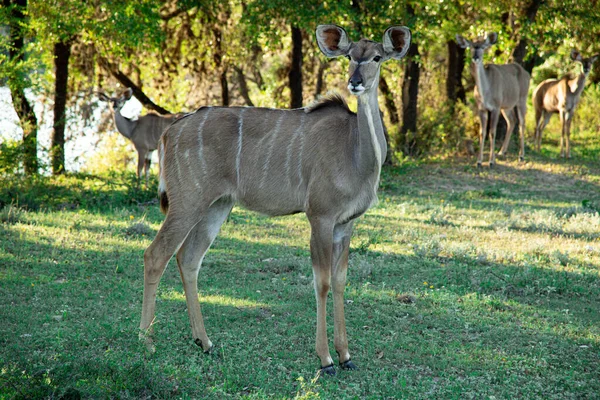 Ormandaki büyük bir kadu 'nun güzel bir görüntüsü.
