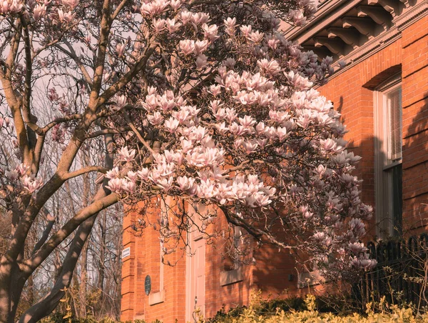 公園内の木の枝にピンク色の美しい花の景色 — ストック写真
