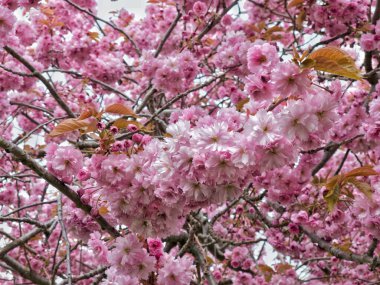 Güzel bir sakura ağacı dalları.