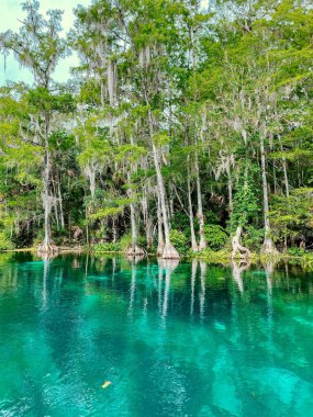 Ağaçların büyüdüğü güneşli bir sahil.