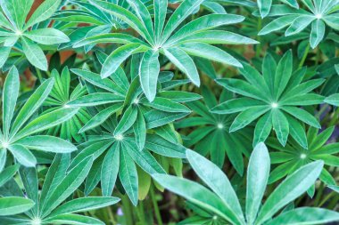 Bahçede büyüyen taze yeşil lupinler.