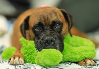 Yatakta yeşil bir oyuncak üzerinde uzanmış kameraya bakan sevimli bir boksör köpeğinin yakın çekimi.