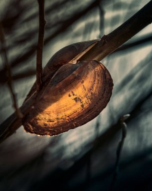 Bulanık bir arkaplanda ağaç dalındaki bir kabuğun güzel dikey görüntüsü.