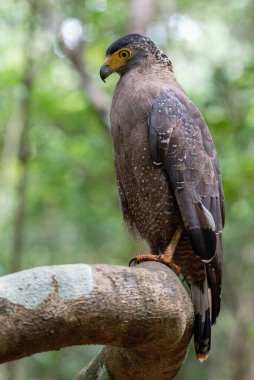 Wilpattu Ulusal Parkı 'ndaki ağaçta bir yılan kartalın yakın çekimi.