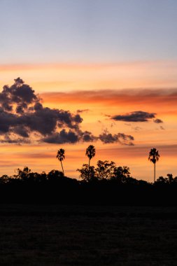 Parlak turuncu bir gün batımının dikey görüntüsü. Palmiye ağacı siluetleriyle.
