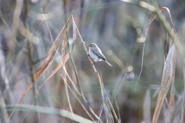 Phylloscopus Collybita 'ya yakın plan bir Chiffchaff. Sığ odak.