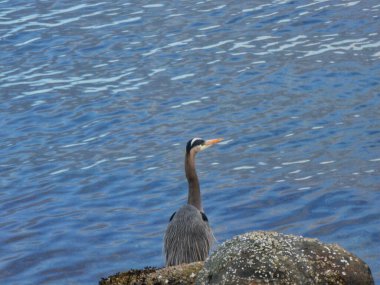 Gölün yanında gri bir balıkçıl var.