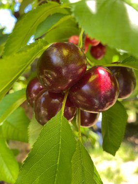 Yaprakların arka planında olgunlaşmış kırmızı kirazların yakın plan çekimi