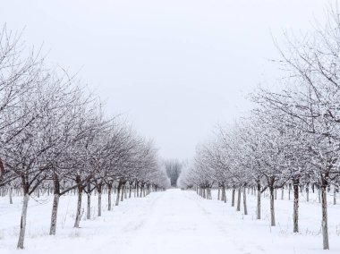 Door County Wisconsin 'de buzlu kiraz bahçesi.
