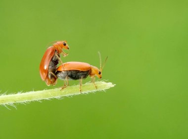Bu fotoğrafı bir cep telefonu kamerası ve modifiye ettiğim hasarlı kamera lensini kullanarak çektim...