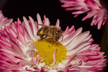Kasımpatı çiçeğinden nektar toplayan bir arının yakın plan çekimi..