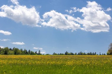 Ormanın arka planındaki kolza tohumu tarlası ve mavi gökyüzünün altındaki ahşap ev manzarası.