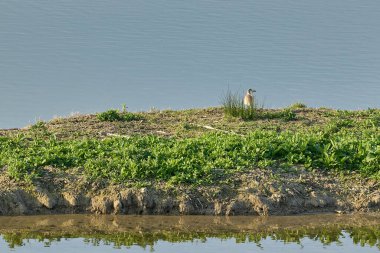 Cona Doğal Rezervi, Staranzano, İtalya 'da sakin bir su kütlesiyle kıyıda duran bir kuş.