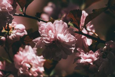 Kiraz çiçekleri Japon kirazı ya da Sakura olarak da bilinir.