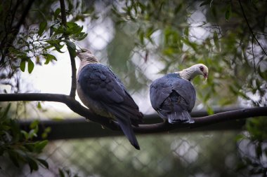 Uzun parmaklı bir güvercin (Columba trocaz) bir dal üzerinde seçici