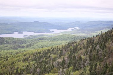 Yeşil ormanların havadan görünüşü ve dağlık bir bölgede akan bir nehir.