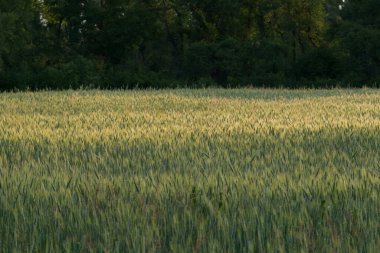 21 Mayıs 2022 'de Rhone Alpes, Fransa' da gün doğumunda küçük organik buğday tarlaları
