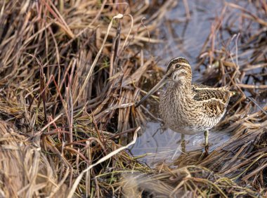 Islak çimlerin üzerinde duran küçük bir çulluk (Gallinago gallinago) makro bir çekim