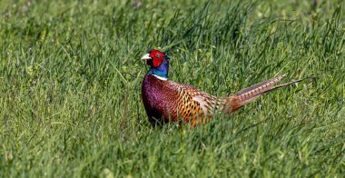 Parktaki çimlerin üzerindeki sıradan bir sülüne yakın çekim.