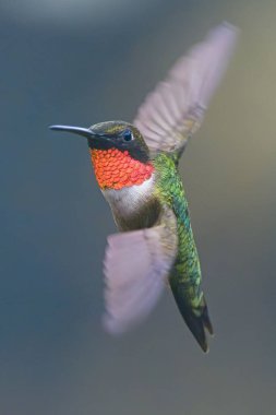 Uçan yeşil bir sinekkuşunun dikey odak noktası.