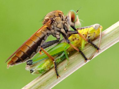 Bu fotoğrafı bir cep telefonu kamerası ve eski hasarlı kameranın lensini kullanarak çektim.