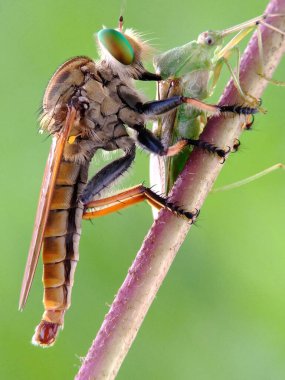 Bu fotoğrafı bir cep telefonu kamerası ve modifiye ettiğim hasarlı kamera lensini kullanarak çektim.
