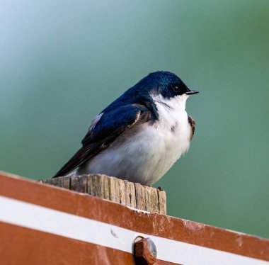 Ağaç kırlangıcının dikey yakın çekimi, soluk yeşil arkaplana tünemiş taşisineta bicolor.