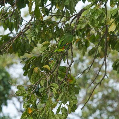 Ağaç dalına tünemiş turuncu kanatlı şirin bir Amazon papağanı.