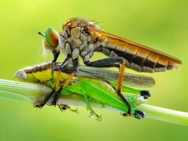 Bu fotoğrafı bir cep telefonu kamerası ve modifiye ettiğim hasarlı kamera lensini kullanarak çektim.