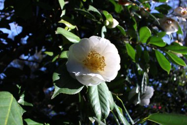 Yeşil yapraklardan oluşan beyaz kamelyanın yakın plan çekimi.