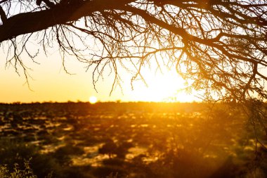 Gün batımında, ağaç dallarının siluetleri parlak gökyüzüne karşı. Namibya, Afrika.