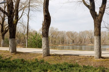 Çin 'de küçük bir nehir ve içinde bir ağaç olan güzel bir park manzarası.