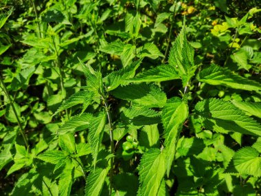 Tarladaki yeşil ısırgan otunun yakın çekimi.