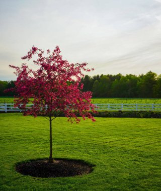 Niedzwetzky 'nin elmasının baharda açtığı dikey bir çekim.