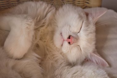 Uyuyan sevimli beyaz bir kedinin portresi.