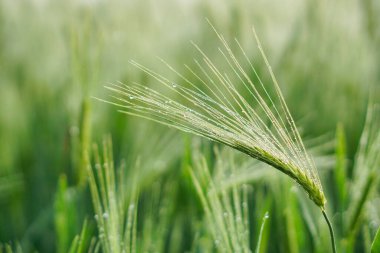 Su damlalarıyla kaplı yeşil bitkilerin yakın plan çekimi.