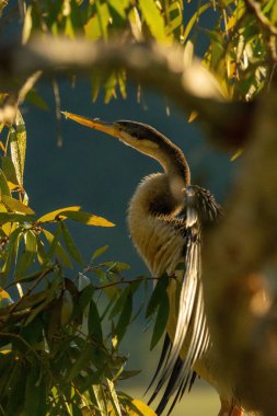 Yeşil yaprakların arasındaki Anhinga kuşunun görüntüsü
