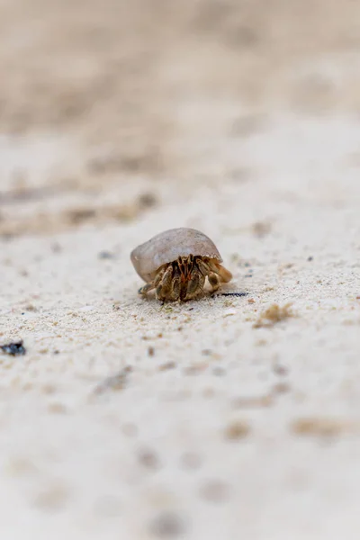 Mise Point Sélective Minuscule Crabe Ermite Sur Sable — Photo