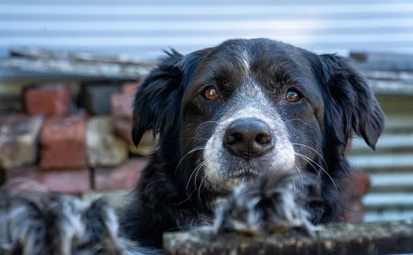 ボーダー コリーの犬のクローズアップショット — ストック写真