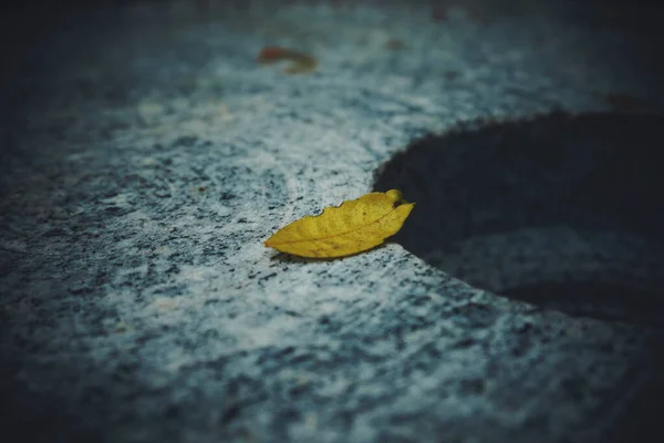 Une Feuille Jaune Sur Sol Est Sur Point Tomber Dans — Photo