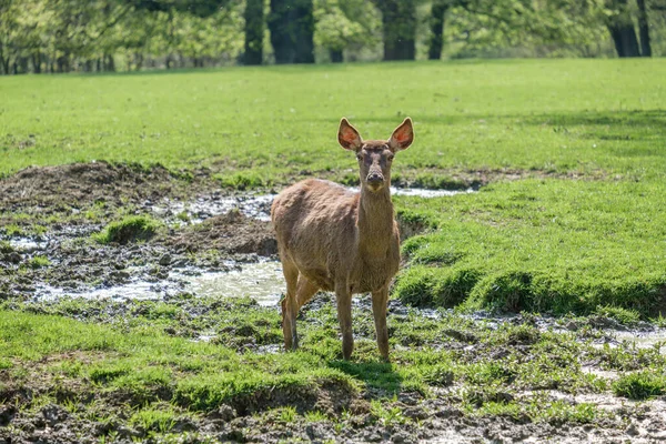 ハーグ動物園の緑のフィールドに泥だらけの水の中に立つ愛らしい鹿 — ストック写真