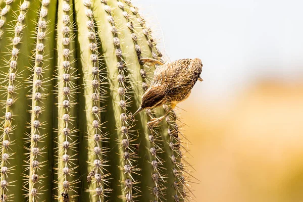 Zbliżenie Ptaszka Kaktusa Parku — Zdjęcie stockowe