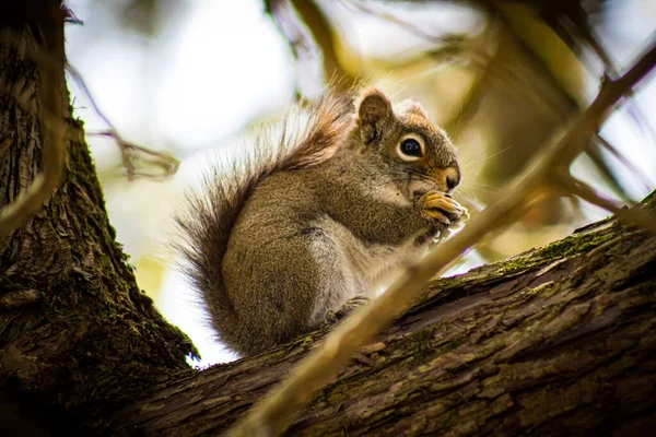 Nahaufnahme Eines Braunen Eichhörnchens Das Auf Einem Baumstamm Steht Und — Stockfoto